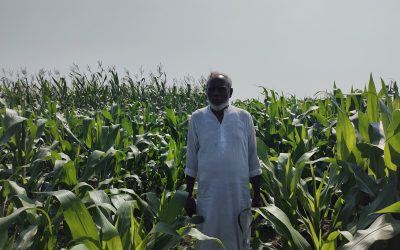 ভুট্টা চাষে আগ্রহ বেড়েছে জামালগঞ্জের কৃষকদের