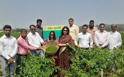 গোয়াইনঘাটে নাগামরিচের বাগান পরিদর্শনে যুগ্ম সচিব