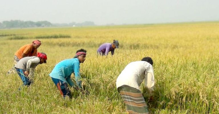 ঝড়, শিলাবৃষ্টি ও বজ্রপাতের আতঙ্কে দ্রুত ধান তুলতে চেষ্টা চালিয়ে যাচ্ছেন কৃষকেরা