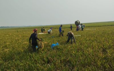 জগন্নাথপুরের হাওরে ধান কাটা শেষ, কৃষক খুশি