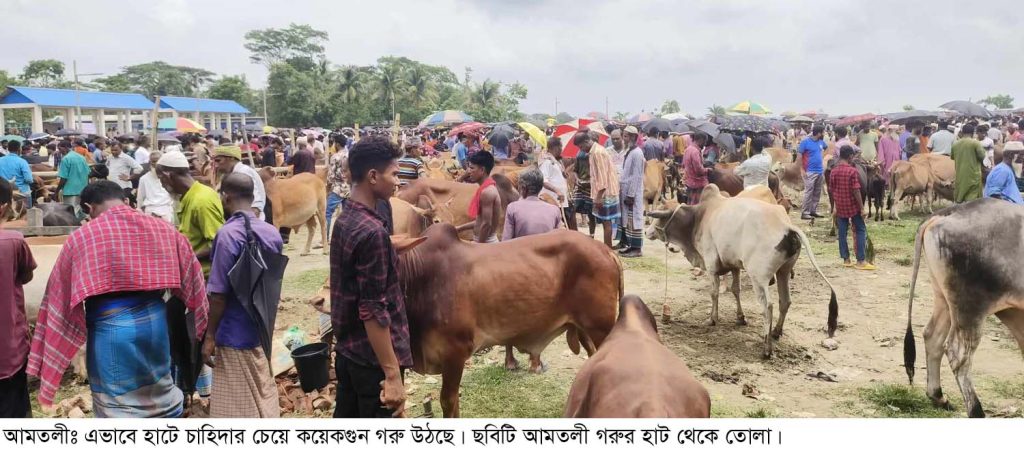 আমতলী বাজারে চাহিদার তুলনায় গরু বেশী, শেষ সময়ে পশুর দাম কম