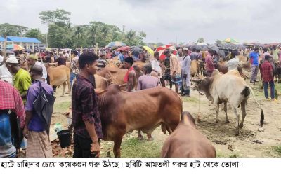 আমতলী বাজারে চাহিদার তুলনায় গরু বেশী, শেষ সময়ে পশুর দাম কম