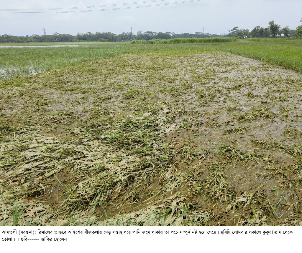 আমতলীতে রিমালের পানিতে সাড়ে ৩শ’ হেক্টর জমির আউশের বীজতলার সর্বনাশ