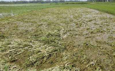 আমতলীতে রিমালের পানিতে সাড়ে ৩শ’ হেক্টর জমির আউশের বীজতলার সর্বনাশ