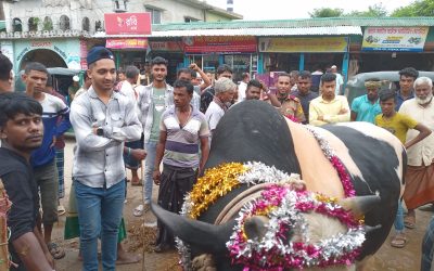 জগন্নাথপুরে জমে উঠেছে কোরবানির পশুর হাট