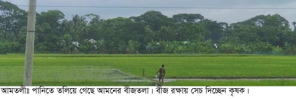 বরগুনার আমতলীতে বীজ সংঙ্কট : পাঁচ’শ ৫০ টাকার বীজ ধান আট’শ টাকা বিক্রি