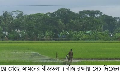 বরগুনার আমতলীতে বীজ সংঙ্কট : পাঁচ’শ ৫০ টাকার বীজ ধান আট’শ টাকা বিক্রি