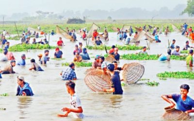 বিশ্বনাথে দিনভর পলো বাওয়া উৎসব মেতেছেন গ্রামবাসী