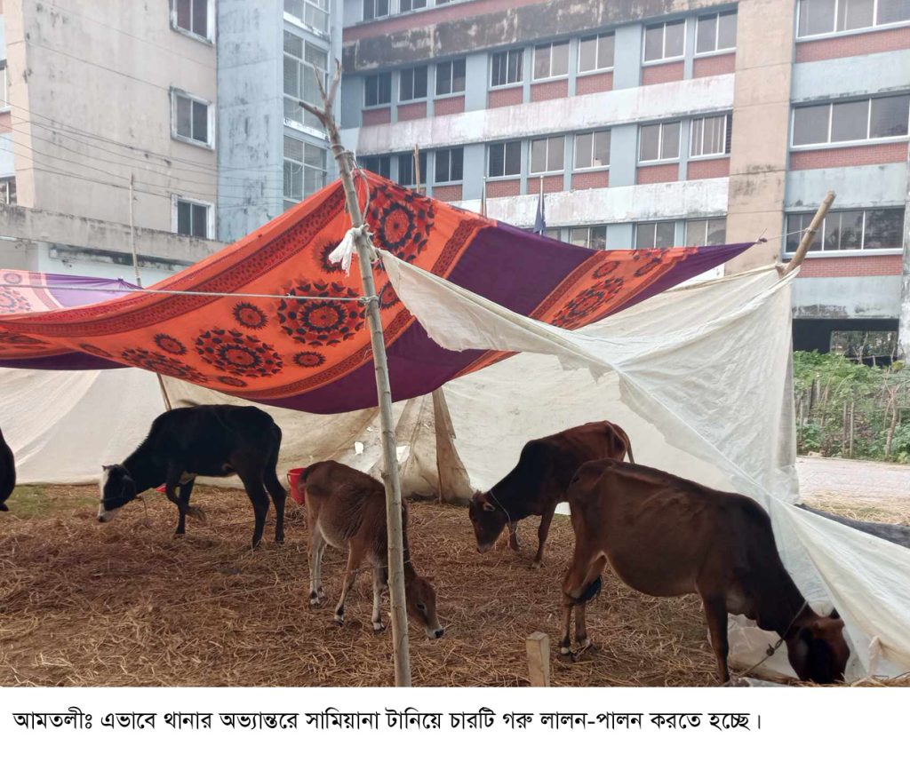উদ্ধার হওয়া চারটি গরু নিয়ে বিপাকে আমতলী থানা পুলিশ
