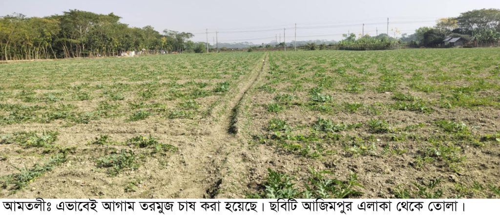আমতলীতে ৯০০ হেক্টর জমিতে আগাম তরমুজ চাষ : ভালো ফলন পাওয়ার আশা