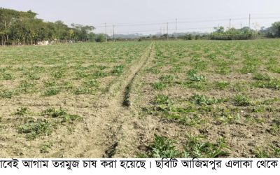 আমতলীতে ৯০০ হেক্টর জমিতে আগাম তরমুজ চাষ : ভালো ফলন পাওয়ার আশা