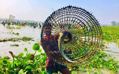 বিশ্বনাথে বড় বিলে ঝপঝপ শব্দের তালে দিনভর চলে পলো বাওয়া