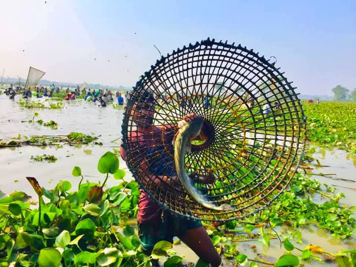 বিশ্বনাথে বড় বিলে ঝপঝপ শব্দের তালে দিনভর চলে পলো বাওয়া