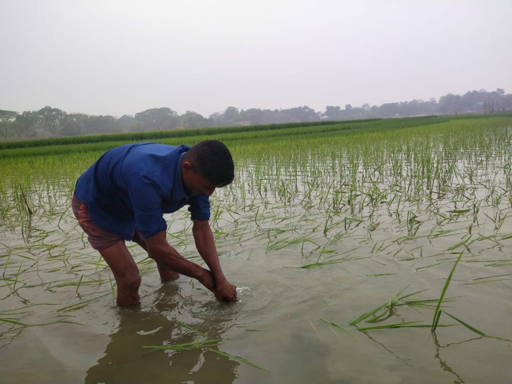 শান্তিগঞ্জে বিলের পানিতে ফসল ডুবির শঙ্কায় কৃষকরা, শত শত একর আবাদি জমি এখনো পানির নিচে- জলাবদ্ধতায় নষ্ট হচ্ছে রোপনকৃত ধানের চারা