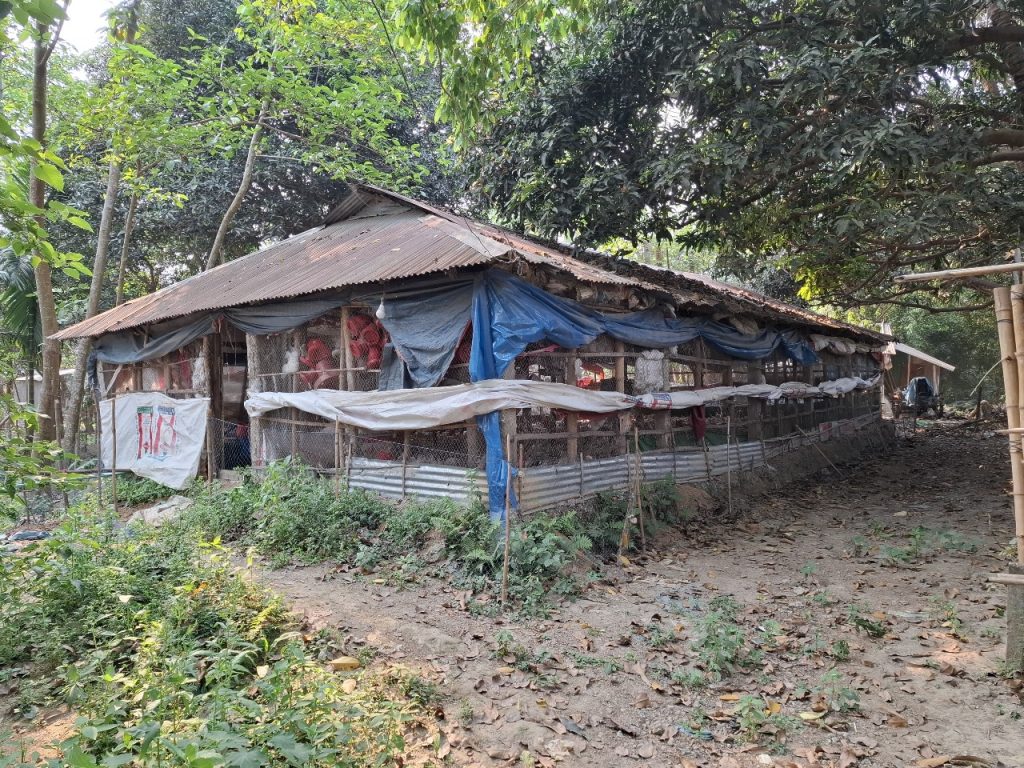 শান্তিগঞ্জে গাগলী গ্রামে জনবসতিপূর্ণ এলাকায় পোলট্রি ফার্ম, ভয়াবহ পরিবেশ দূষণ
