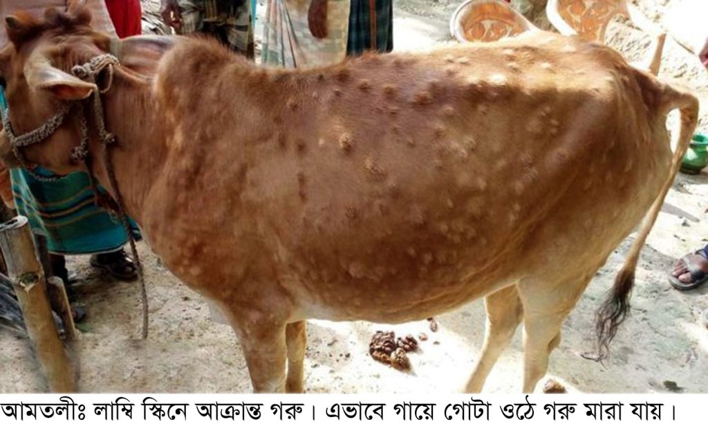 আমতলীতে গরুর লাম্পি স্কিন রোগের প্রাদুর্ভাব : প্রাণী সম্পদ দপ্তরে পর্যাপ্ত ওষুধ সরবরাহ না থাকায় বিপাকে খামারীরা