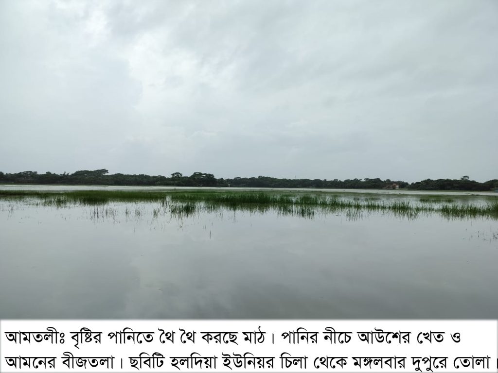 পানির নীচে আউশের খেত ও আমনের বীজতলা, দুচিন্তায় কৃষকরা