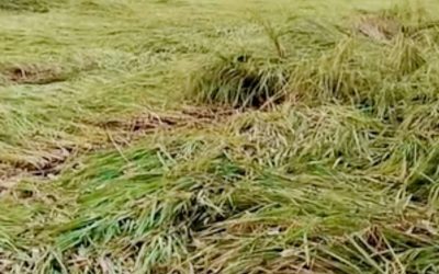 কাহারোলে বৃষ্টিতে আমন ৩৪ জাত ধানের ব্যাপক ক্ষতি