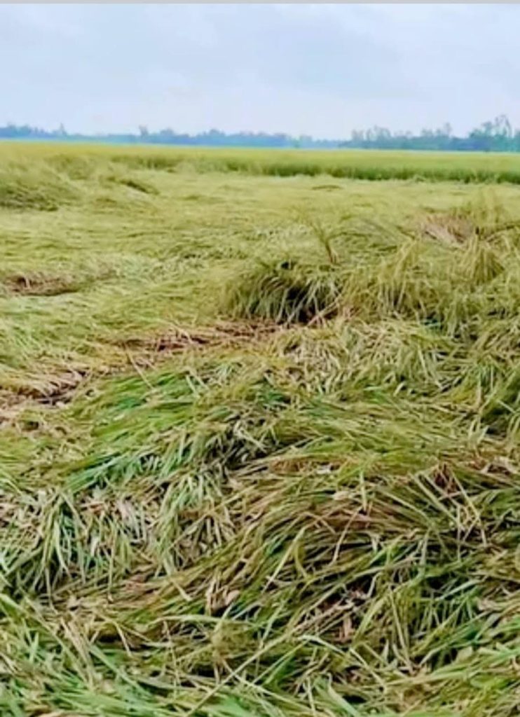 কাহারোলে বৃষ্টিতে আমন ৩৪ জাত ধানের ব্যাপক ক্ষতি