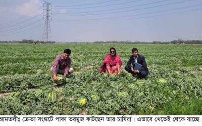 আমতলীতে তরমুজ নিয়ে বিপাকে চাষিরা. ক্রেতা সংকটে চাষীরা। শতকোটি টাকা লোকসানের শঙ্কা