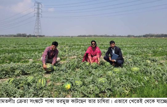 আমতলীতে তরমুজ নিয়ে বিপাকে চাষিরা. ক্রেতা সংকটে চাষীরা। শতকোটি টাকা লোকসানের শঙ্কা