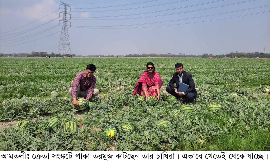 আমতলীতে তরমুজ নিয়ে বিপাকে চাষিরা. ক্রেতা সংকটে চাষীরা। শতকোটি টাকা লোকসানের শঙ্কা