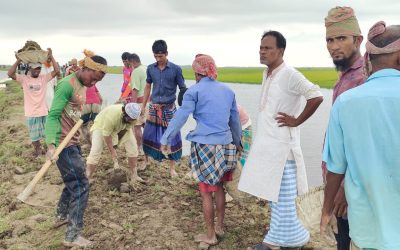 জামালগঞ্জে স্বেচ্ছাশ্রমে ফসল রক্ষা বাঁধ মেরামত