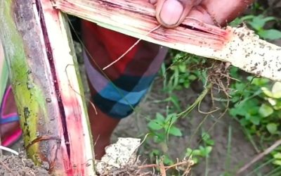 কালিয়াকৈরে আখক্ষেতে লাল পচা রোগে আক্রান্ত, কৃষকরা দিশেহারা