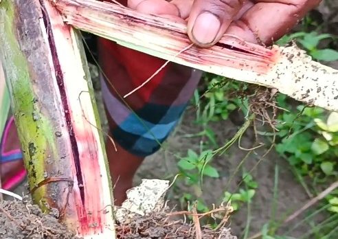 কালিয়াকৈরে আখক্ষেতে লাল পচা রোগে আক্রান্ত, কৃষকরা দিশেহারা