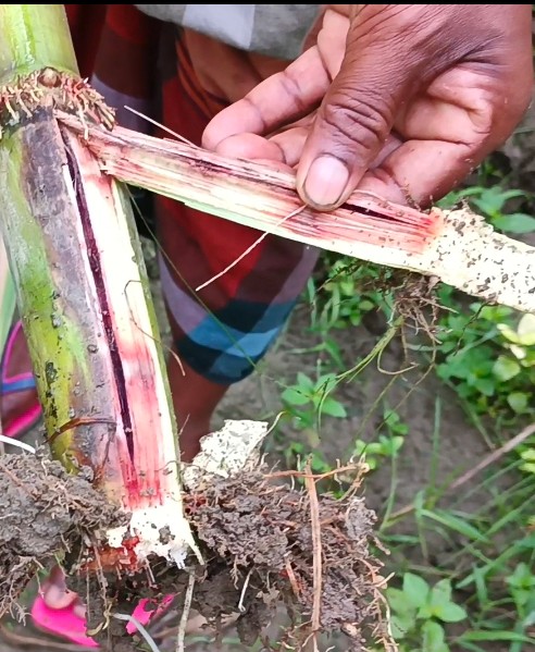 কালিয়াকৈরে আখক্ষেতে লাল পচা রোগে আক্রান্ত, কৃষকরা দিশেহারা