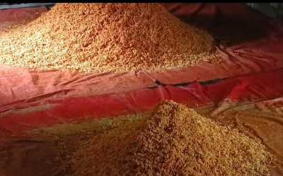 কালিয়াকৈরে ক্ষতিকর রং দিয়ে চানাচুর তৈরি- স্বাস্থ্যের জন্য মারাত্মক হুমকি 