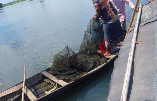 শান্তিগঞ্জের হাওরে অবৈধ রিংজাল উদ্ধার, আগুনে পুড়িয়ে ধ্বংস