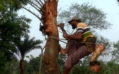 গাছের রসেই ১৫০ কোটি টাকার অর্থনীতি