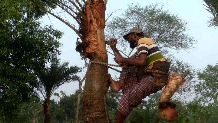 গাছের রসেই ১৫০ কোটি টাকার অর্থনীতি